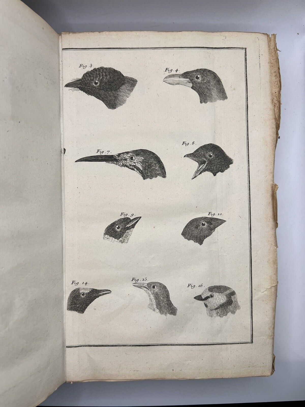 Ornithologia by Brisson 1760