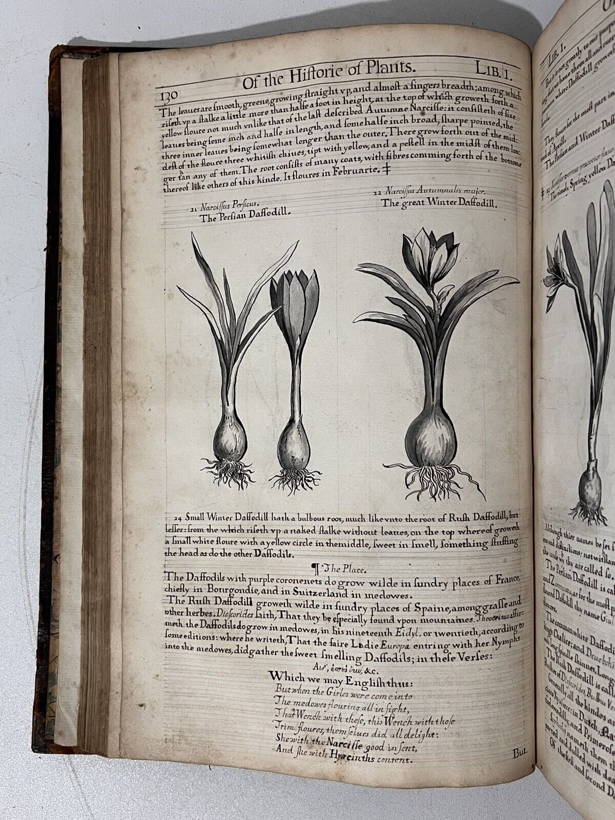 John Gerard's Herbal 1636