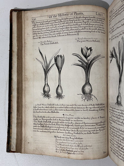 John Gerard's Herbal 1636