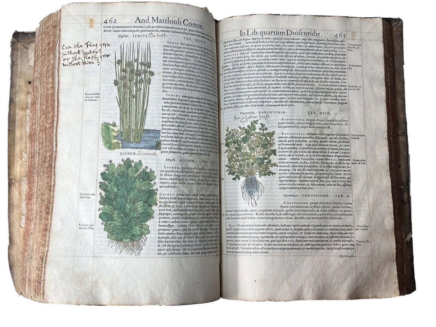 Senensis Commentarii by Pietro Andrea Mattioli 1554 Hand Coloured Herbal