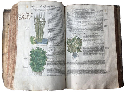 Senensis Commentarii by Pietro Andrea Mattioli 1554 Hand Coloured Herbal