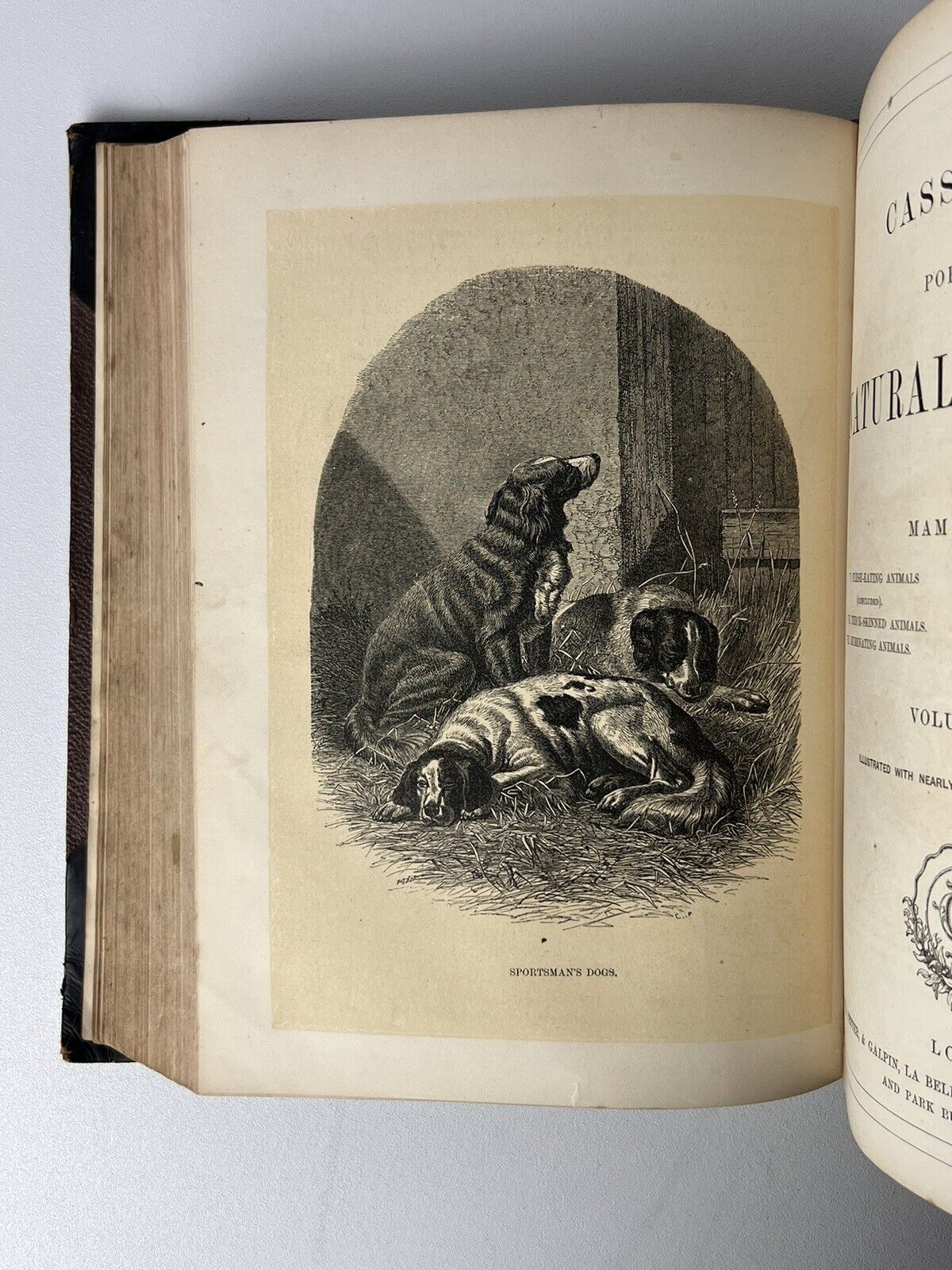 Cassell's Popular Natural History Illustrated with 1000+ Engravings