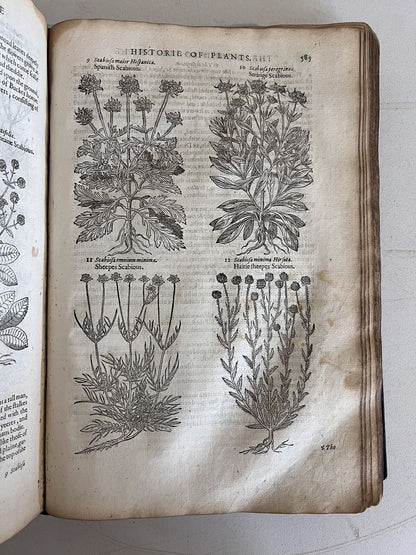 The History of Plants by John Gerard 1597 First Edition