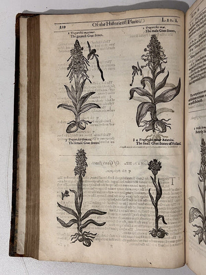 John Gerard's Herbal 1636