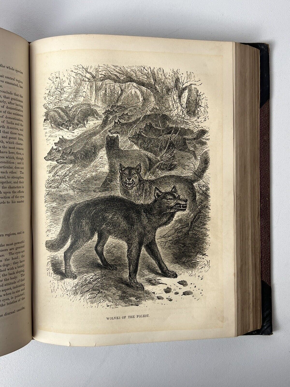 Cassell's Popular Natural History Illustrated with 1000+ Engravings