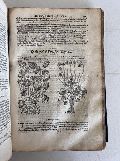 The History of Plants by John Gerard 1597 First Edition