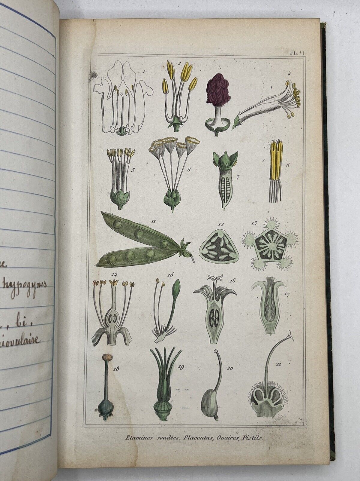 Medical Plants 1872