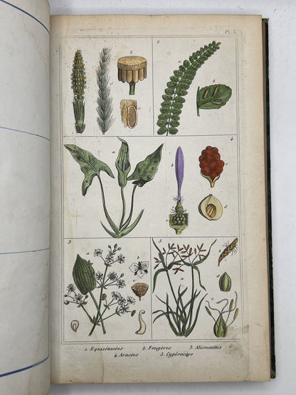 Medical Plants 1872