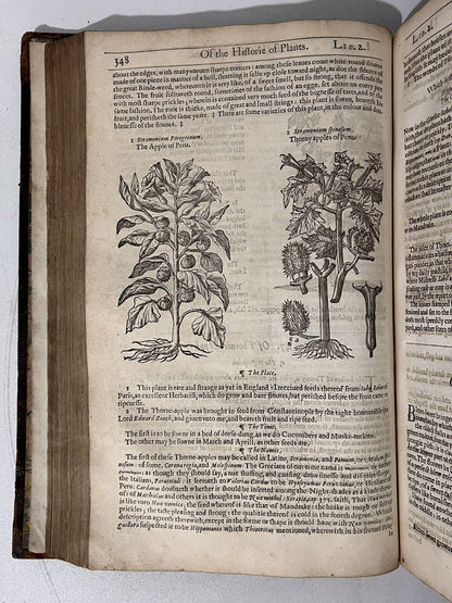 John Gerard's Herbal 1636