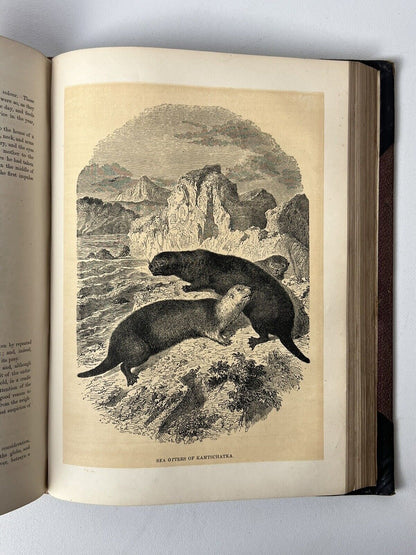 Cassell's Popular Natural History Illustrated with 1000+ Engravings