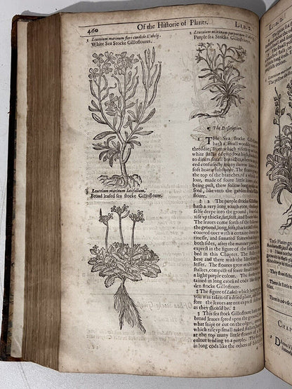 John Gerard's Herbal 1636