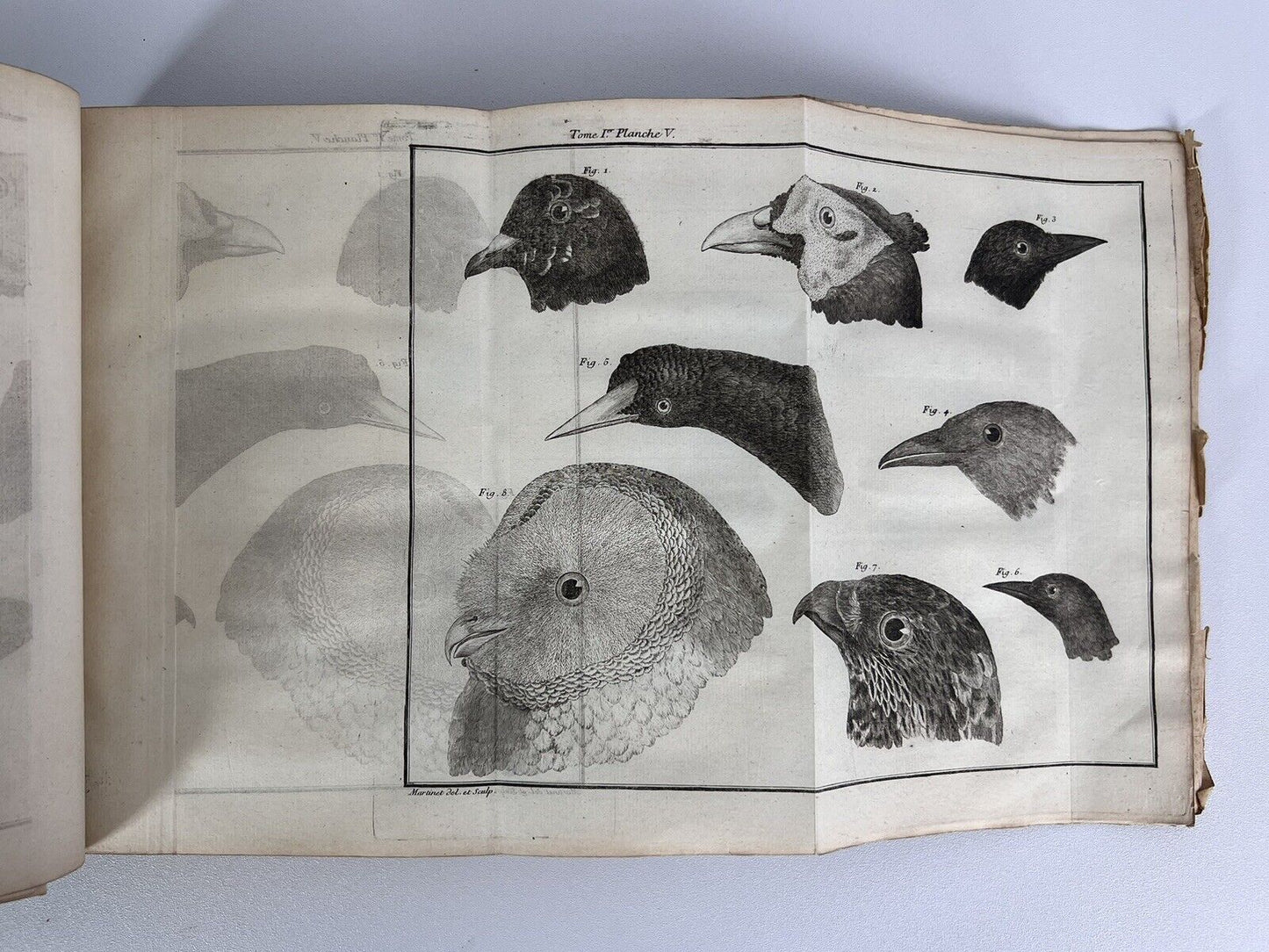 Ornithologia by Brisson 1760