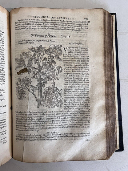 The History of Plants by John Gerard 1597 First Edition