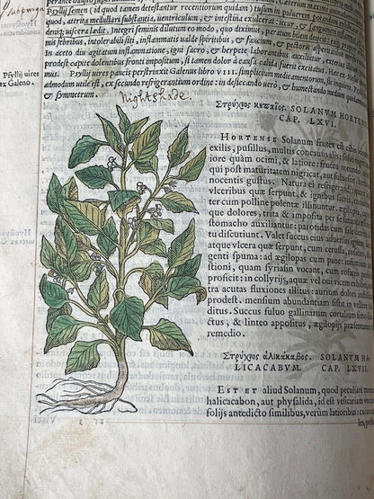 Senensis Commentarii by Pietro Andrea Mattioli 1554 Hand Coloured Herbal