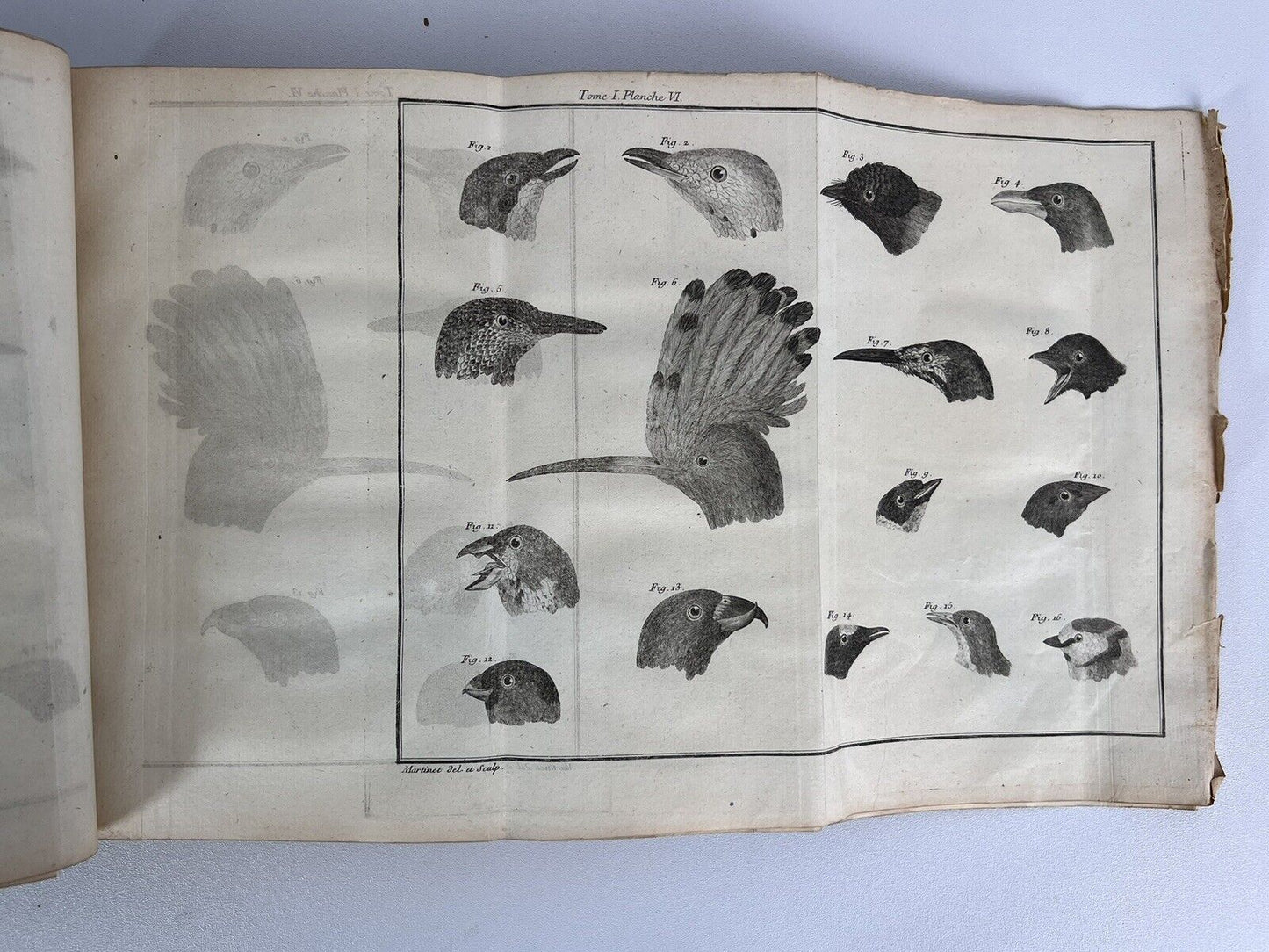 Ornithologia by Brisson 1760