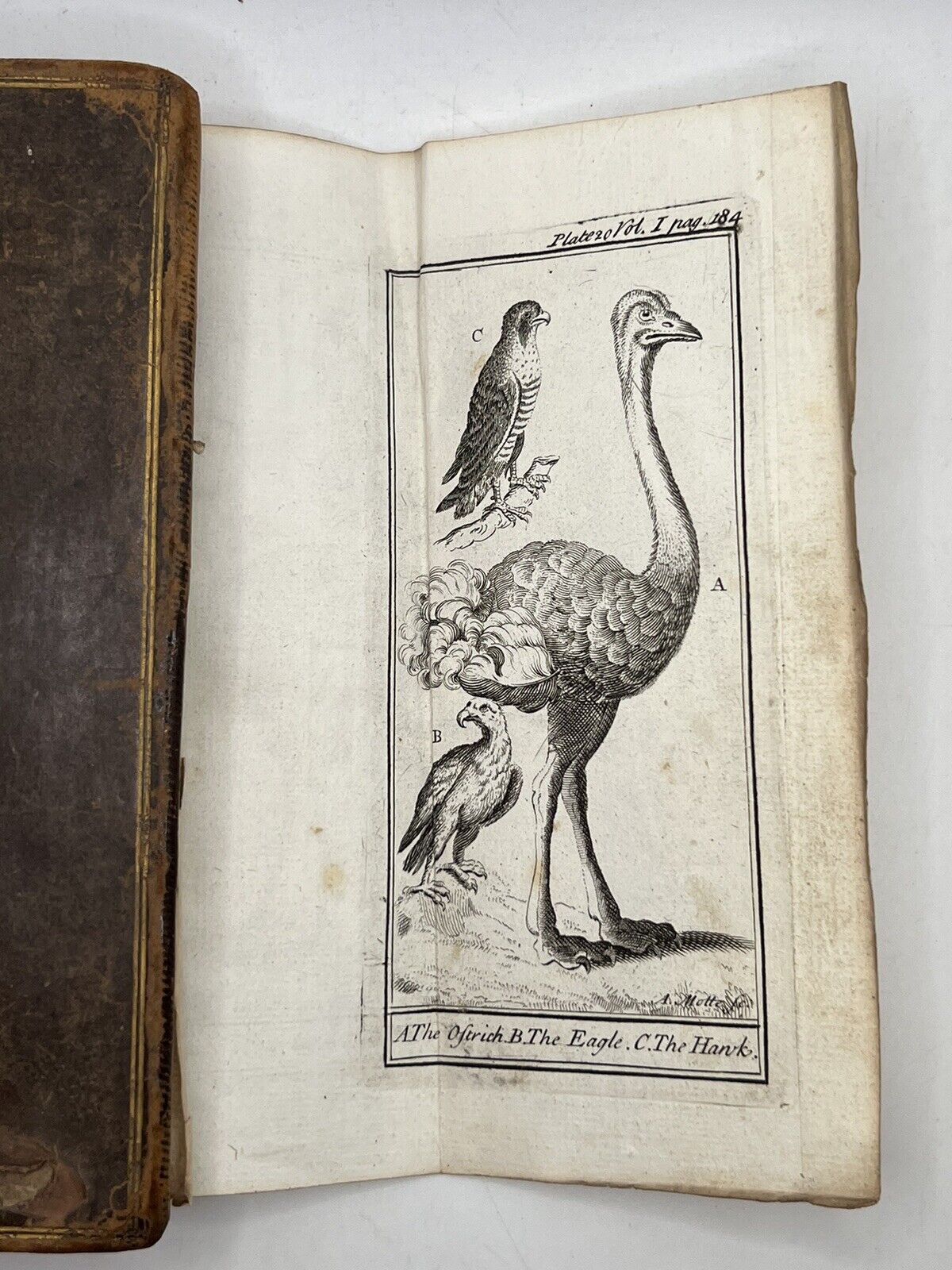 Discourses on Natural History 1739