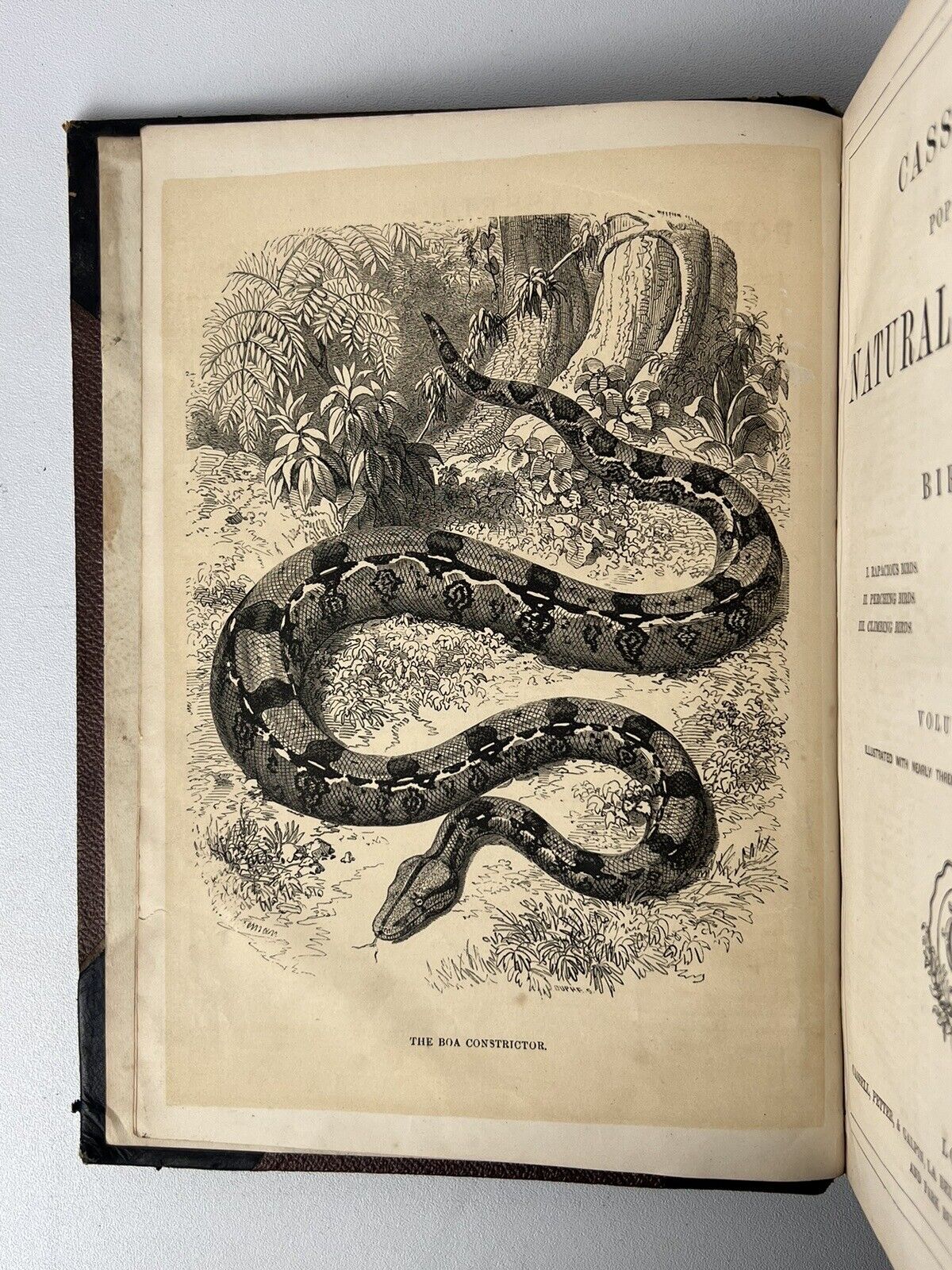 Cassell's Popular Natural History Illustrated with 1000+ Engravings