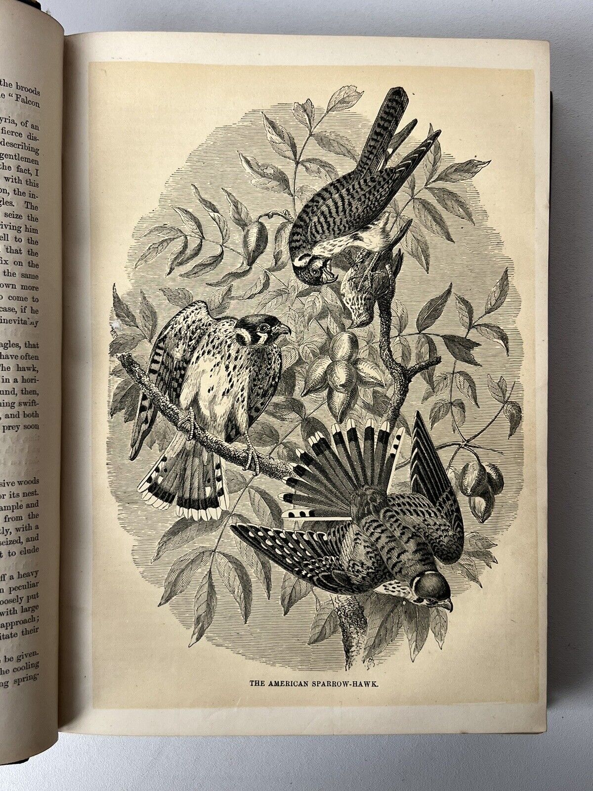 Cassell's Popular Natural History Illustrated with 1000+ Engravings