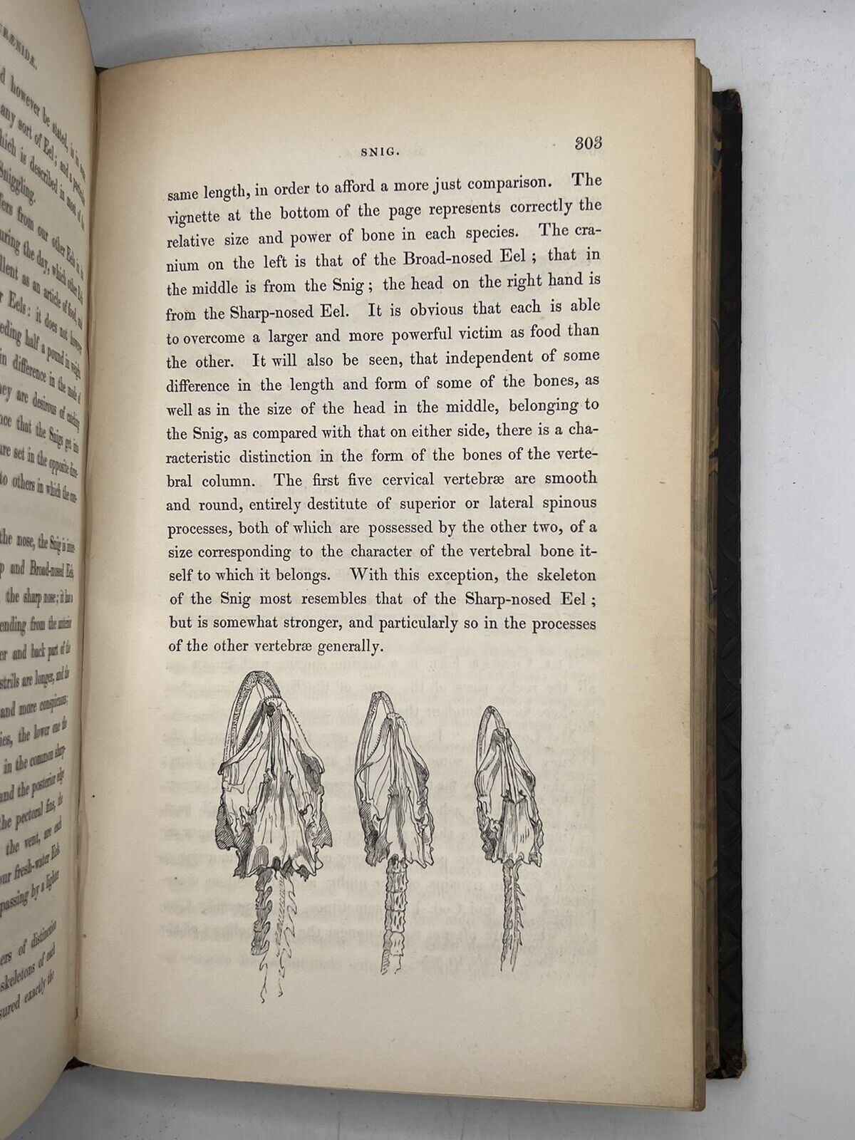 A History of British Fishes by William Yarrell 1836 First Edition