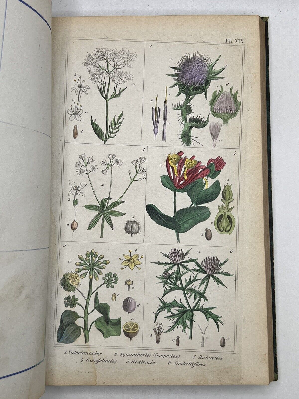 Medical Plants 1872