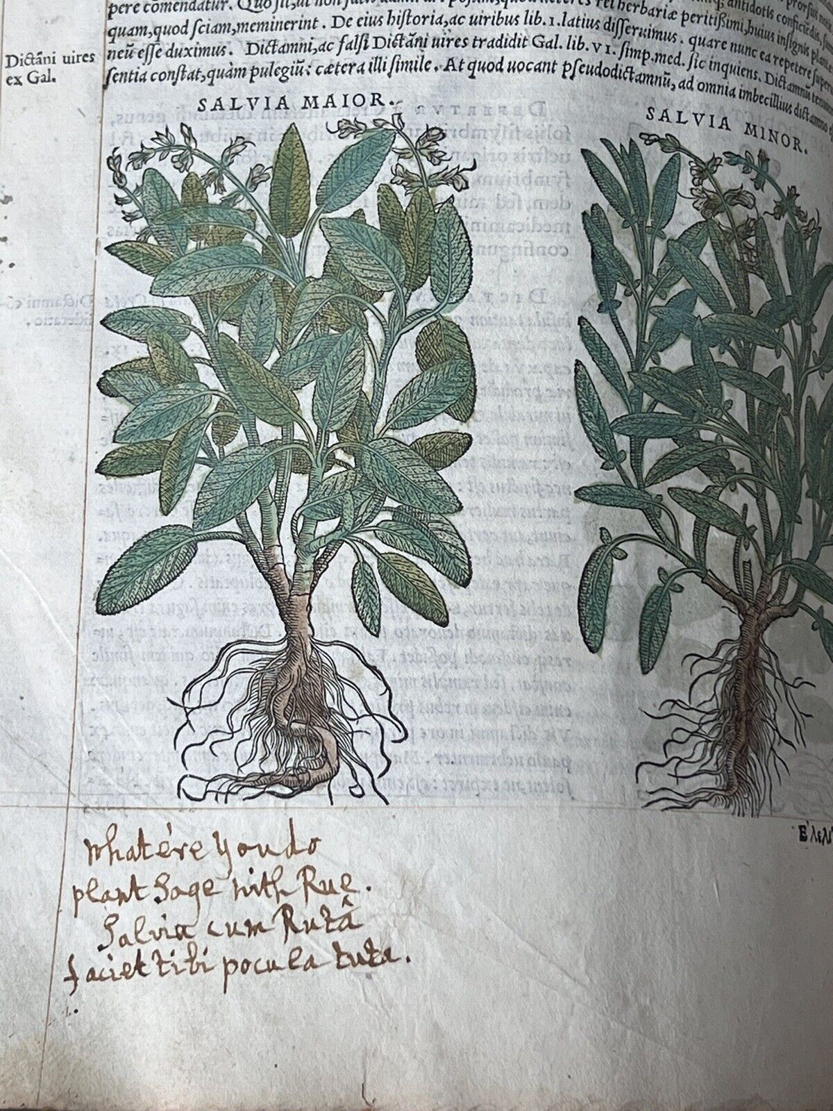 Senensis Commentarii by Pietro Andrea Mattioli 1554 Hand Coloured Herbal