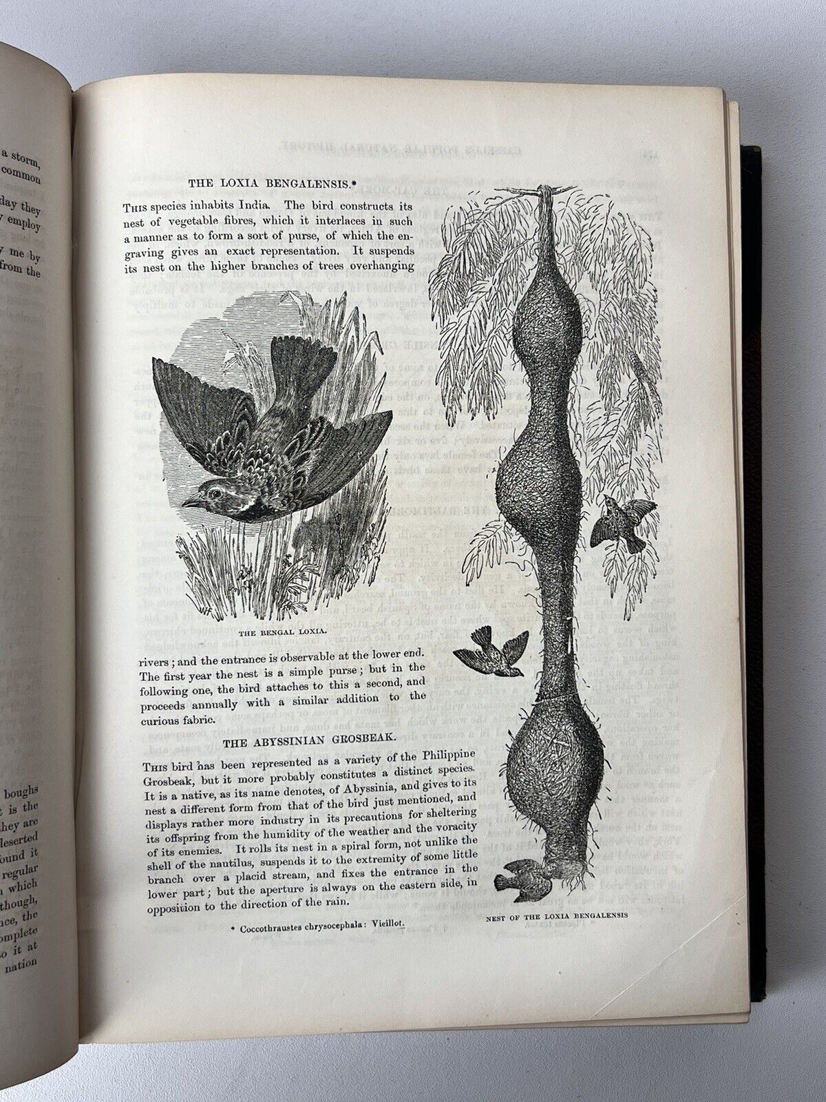 Cassell's Popular Natural History Illustrated with 1000+ Engravings