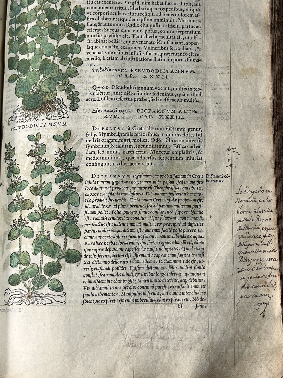 Senensis Commentarii by Pietro Andrea Mattioli 1554 Hand Coloured Herbal