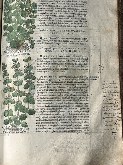 Senensis Commentarii by Pietro Andrea Mattioli 1554 Hand Coloured Herbal