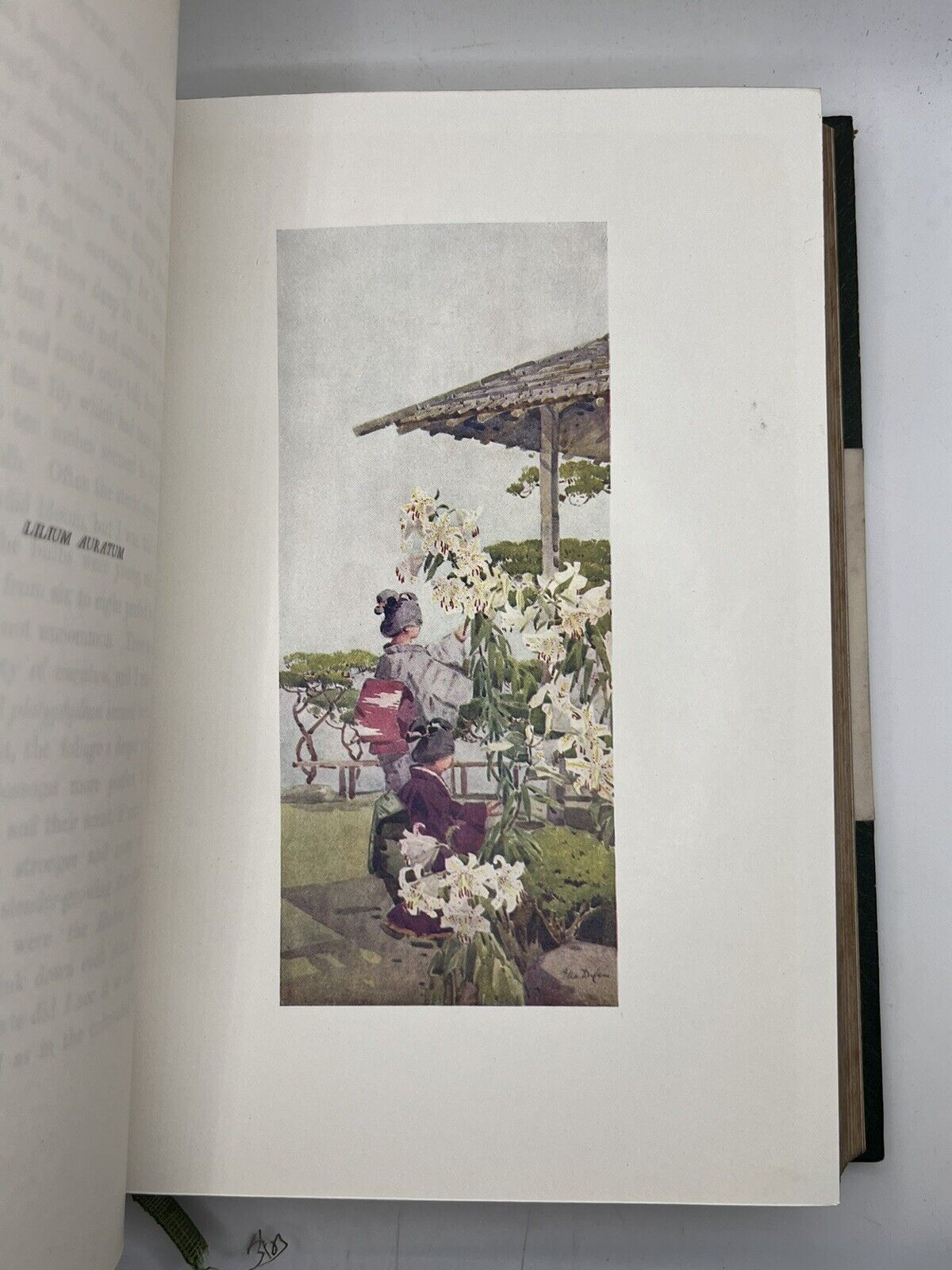 The Flowers and Gardens of Japan 1908