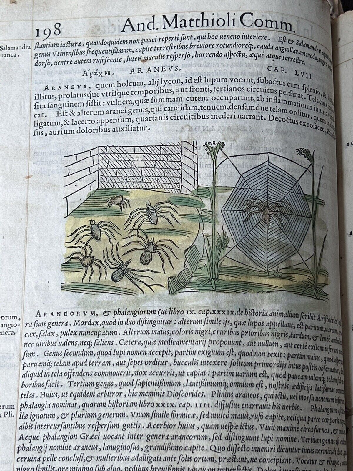 Senensis Commentarii by Pietro Andrea Mattioli 1554 Hand Coloured Herbal