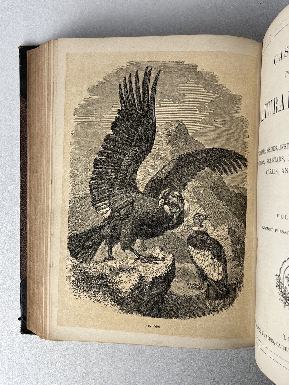 Cassell's Popular Natural History Illustrated with 1000+ Engravings