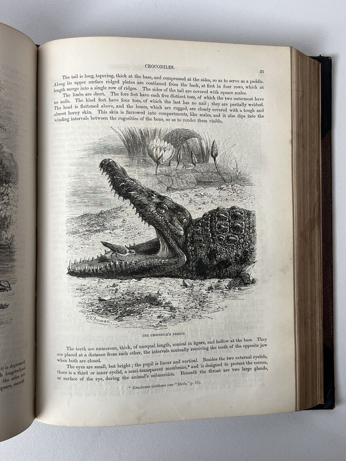 Cassell's Popular Natural History Illustrated with 1000+ Engravings