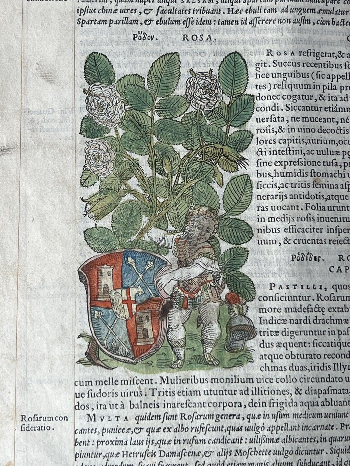 Senensis Commentarii by Pietro Andrea Mattioli 1554 Hand Coloured Herbal