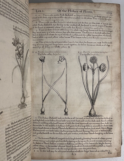 John Gerard's Herbal 1636