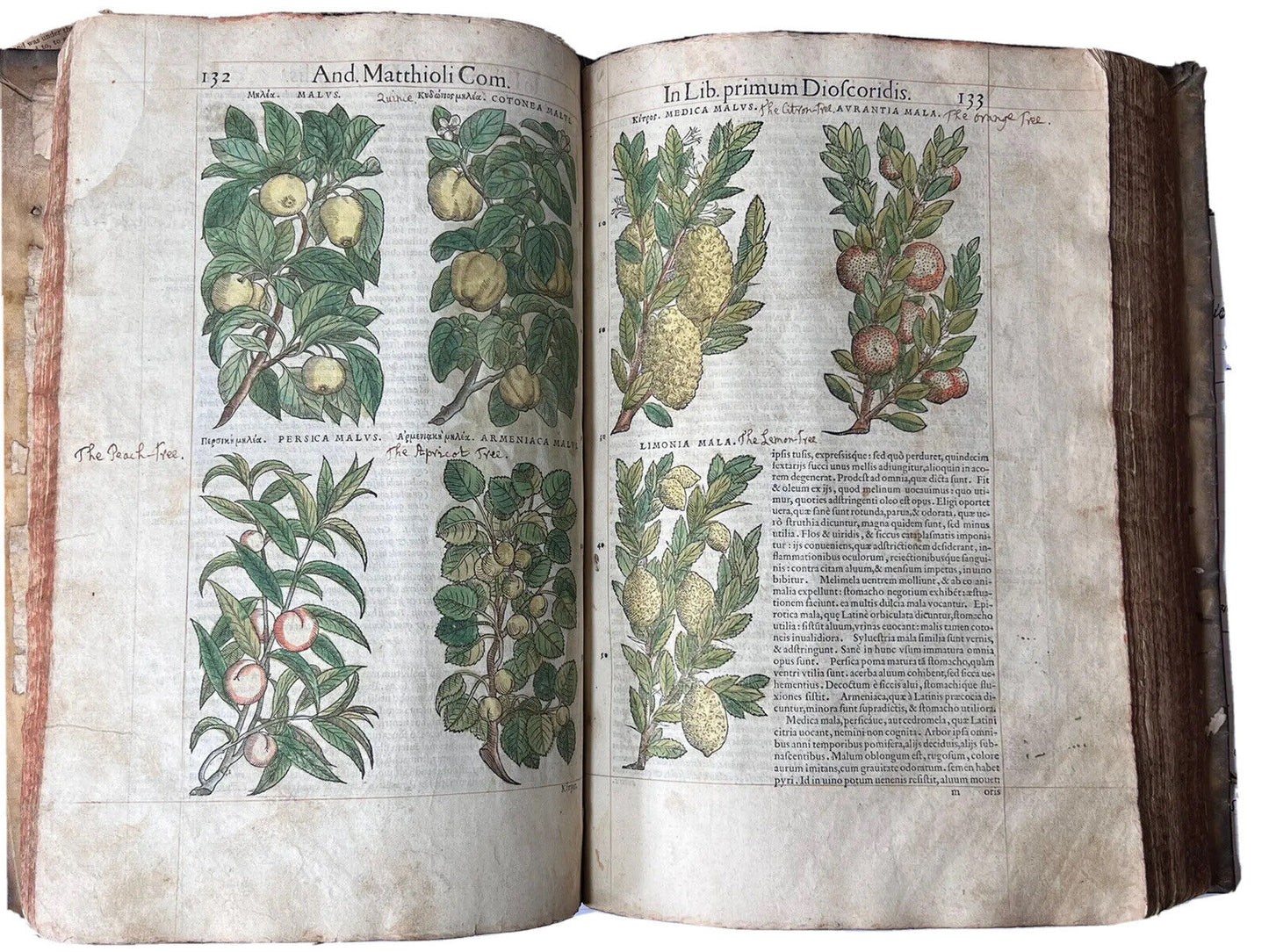 Senensis Commentarii by Pietro Andrea Mattioli 1554 Hand Coloured Herbal