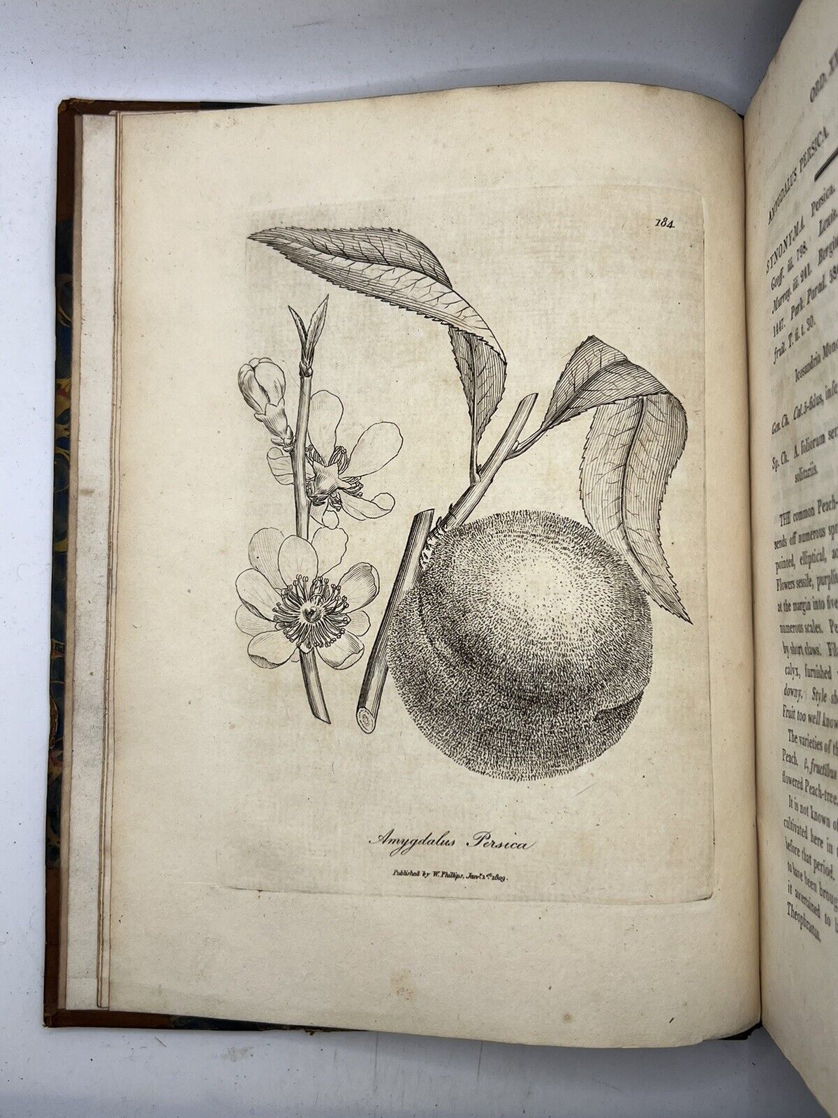 Woodville's Medical Botany 1810