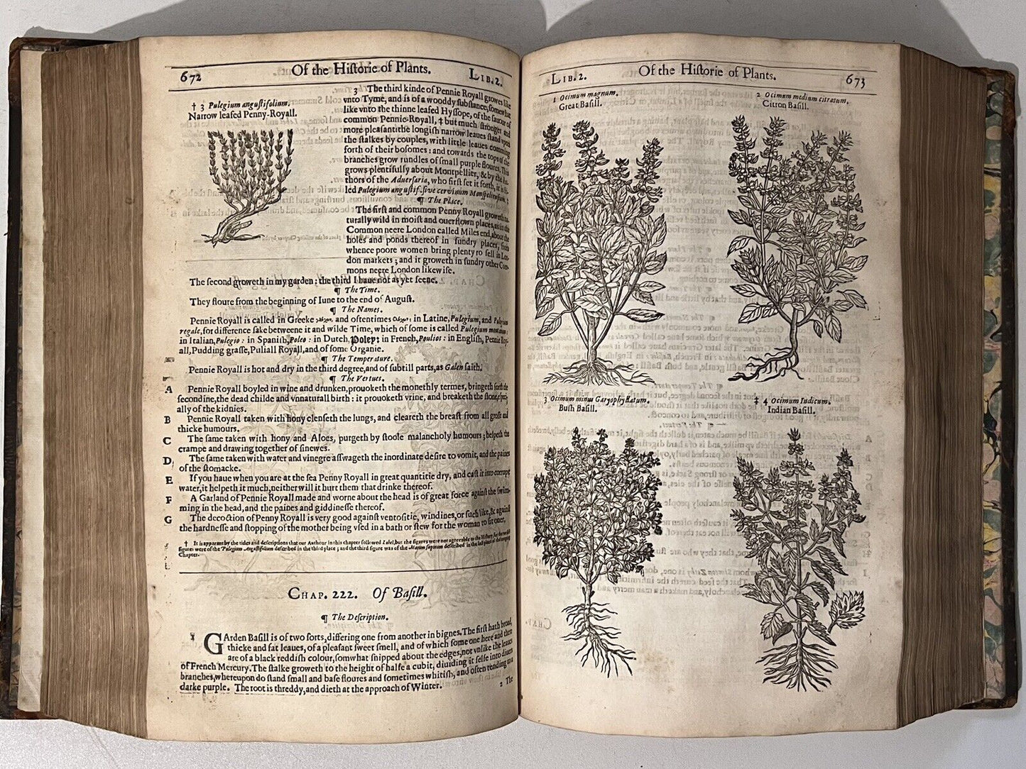 John Gerard's Herbal 1636