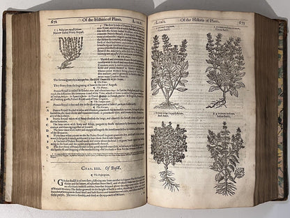 John Gerard's Herbal 1636