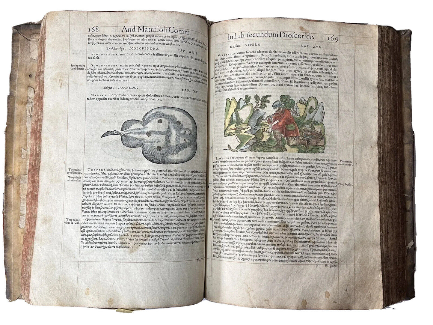 Senensis Commentarii by Pietro Andrea Mattioli 1554 Hand Coloured Herbal