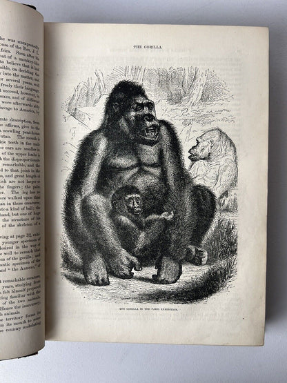 Cassell's Popular Natural History Illustrated with 1000+ Engravings