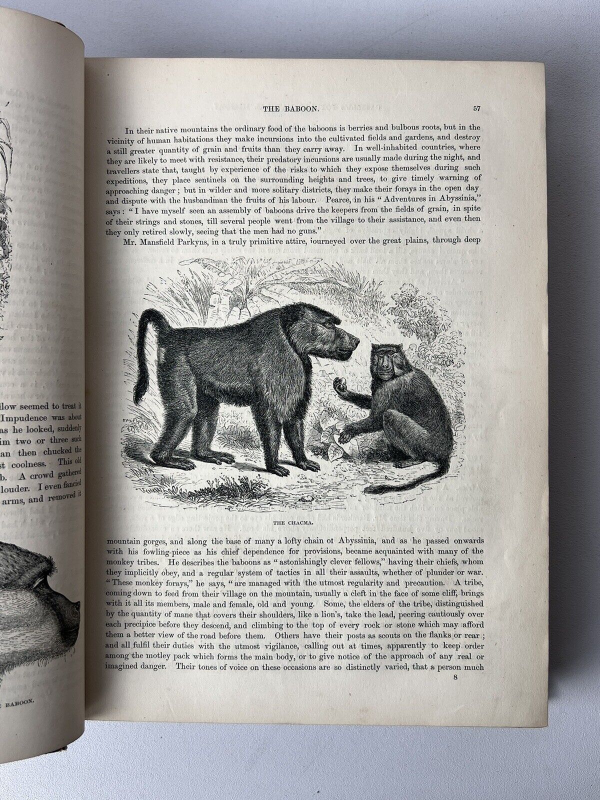 Cassell's Popular Natural History Illustrated with 1000+ Engravings