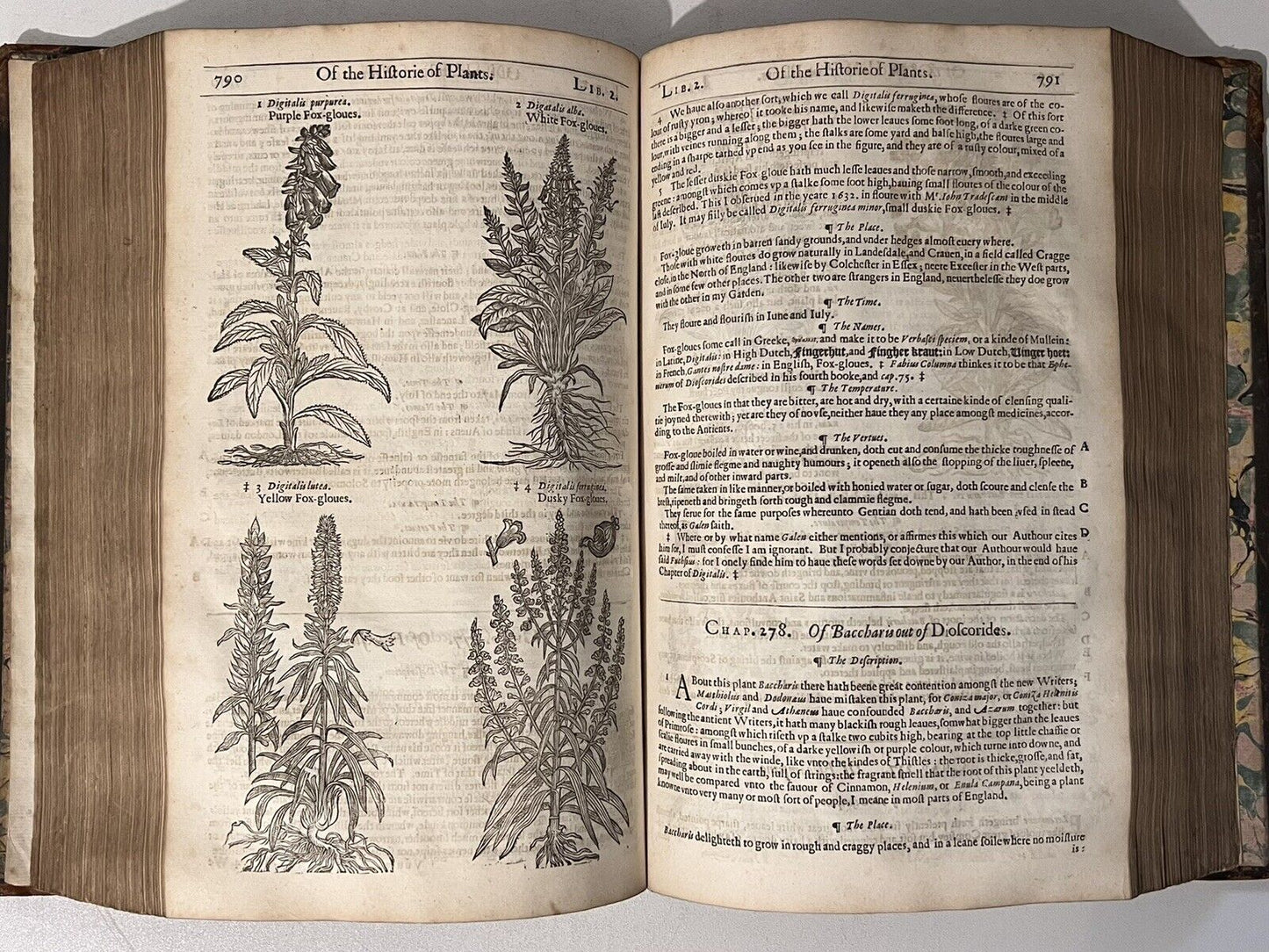 John Gerard's Herbal 1636