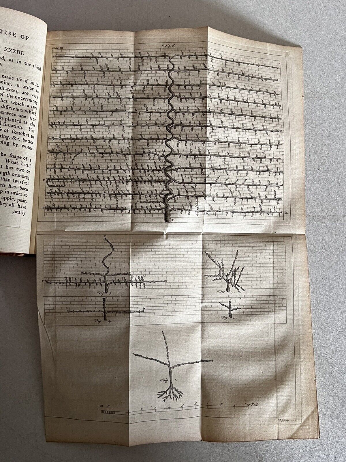 A Treatise of Fruit-Trees by Thomas Hitt 1768