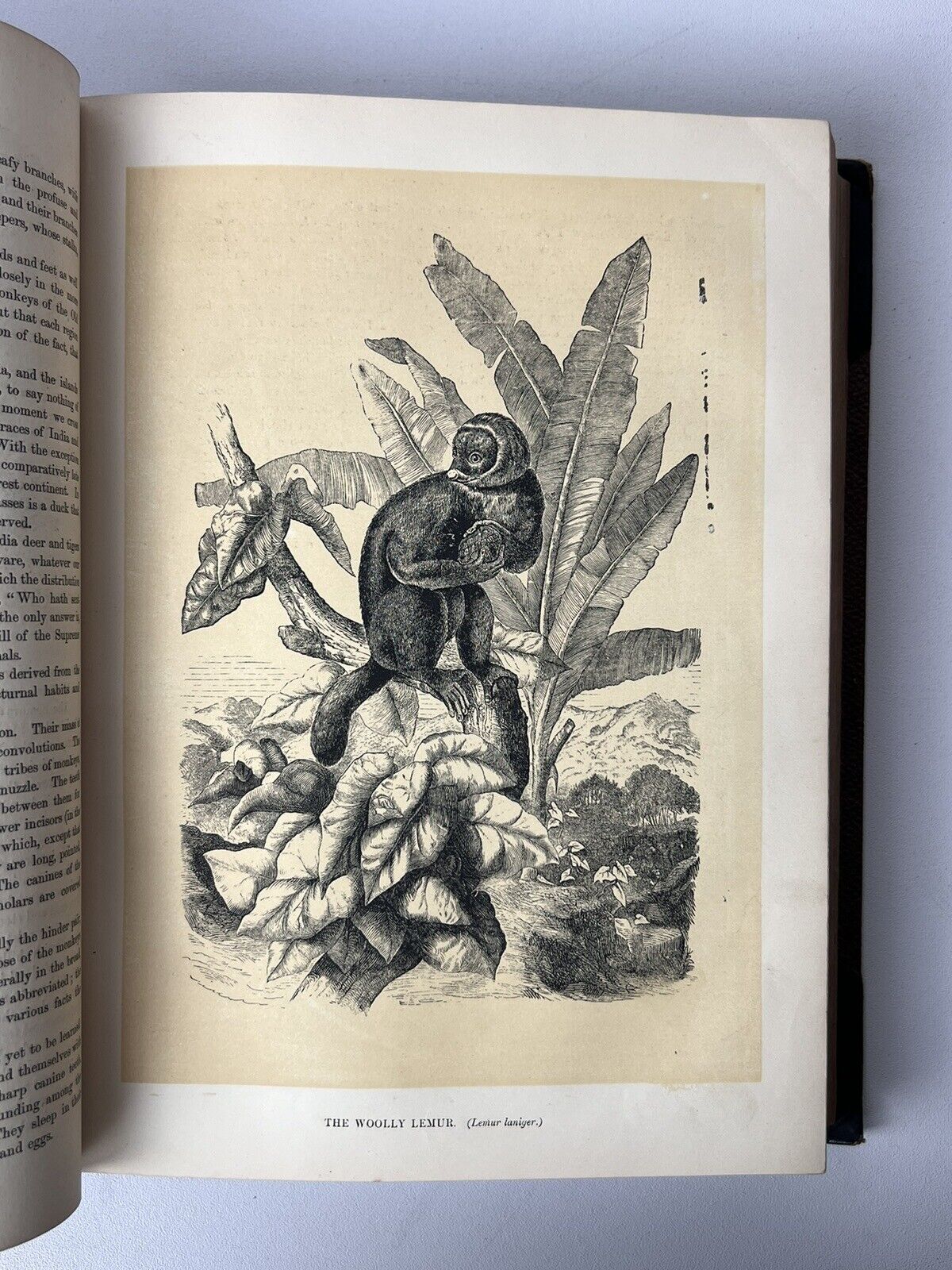 Cassell's Popular Natural History Illustrated with 1000+ Engravings