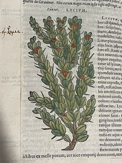 Pietro Andrea Mattioli Herbal 1554 Hand Coloured Woodcuts