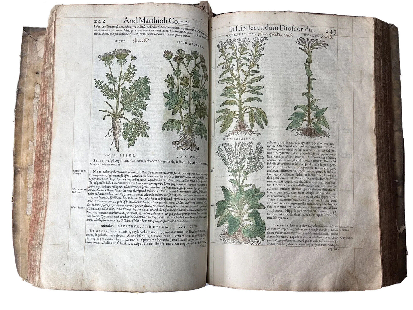 Senensis Commentarii by Pietro Andrea Mattioli 1554 Hand Coloured Herbal