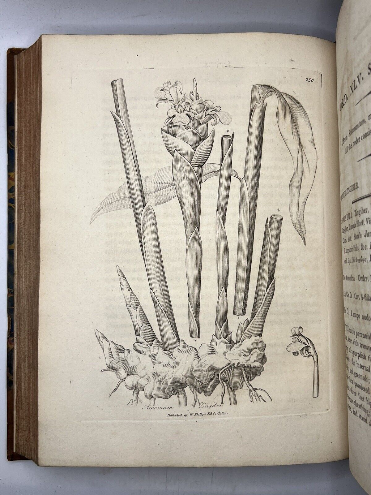 Woodville's Medical Botany 1810