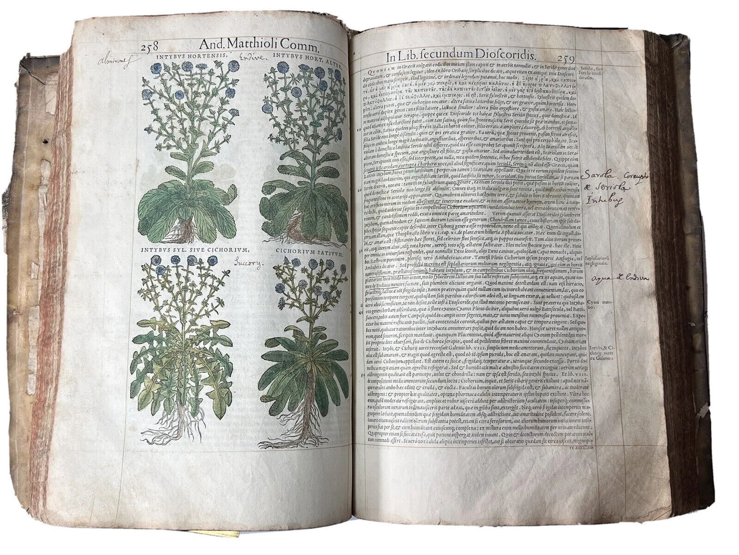 Senensis Commentarii by Pietro Andrea Mattioli 1554 Hand Coloured Herbal