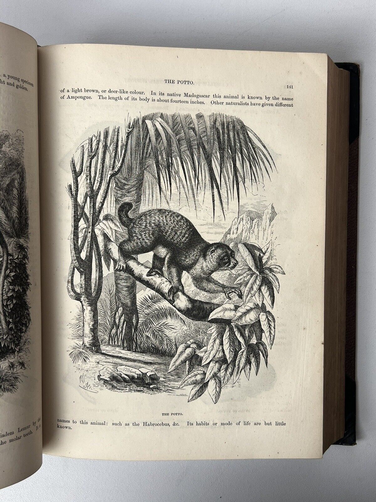 Cassell's Popular Natural History Illustrated with 1000+ Engravings