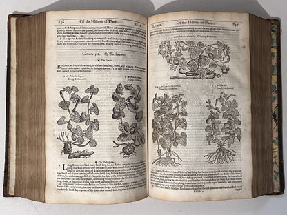 John Gerard's Herbal 1636